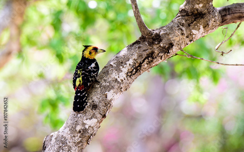 Crested Barbet on a tree trunk
