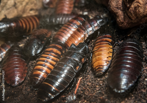 cockroach close up (Gromphadorhina portentosa) © milkovasa