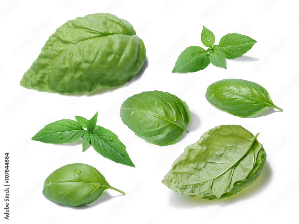 Fototapeta premium Basil leaves collection, different cultivars
