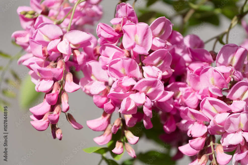 blossoming pink acacia (Robinia Viscosa) close up blossoming pink acacia (Robinia Viscosa) close up