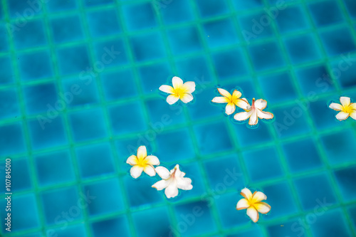 Peaceful Plumeria Flowers Floating on Clear Rippling Water