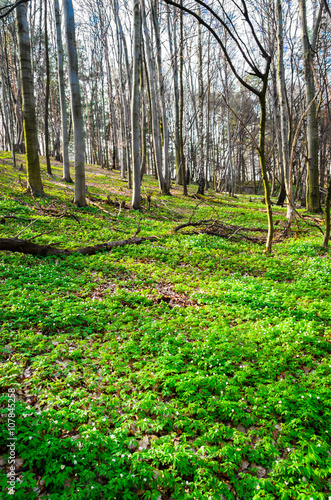 Fototapeta Naklejka Na Ścianę i Meble -  spring forest with sun rays