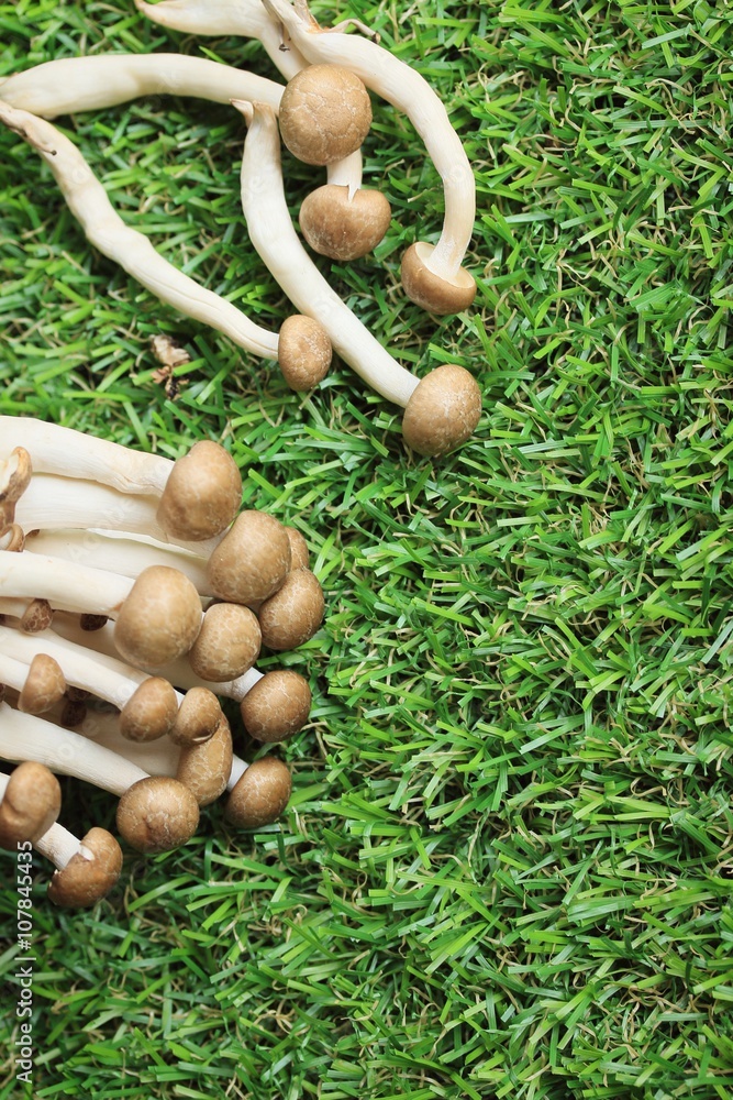 A lot mushroom black A lot mushroom black