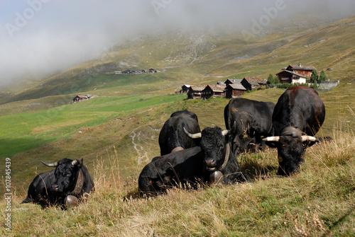 Vache d'Hérens, Valais, Suisse photo