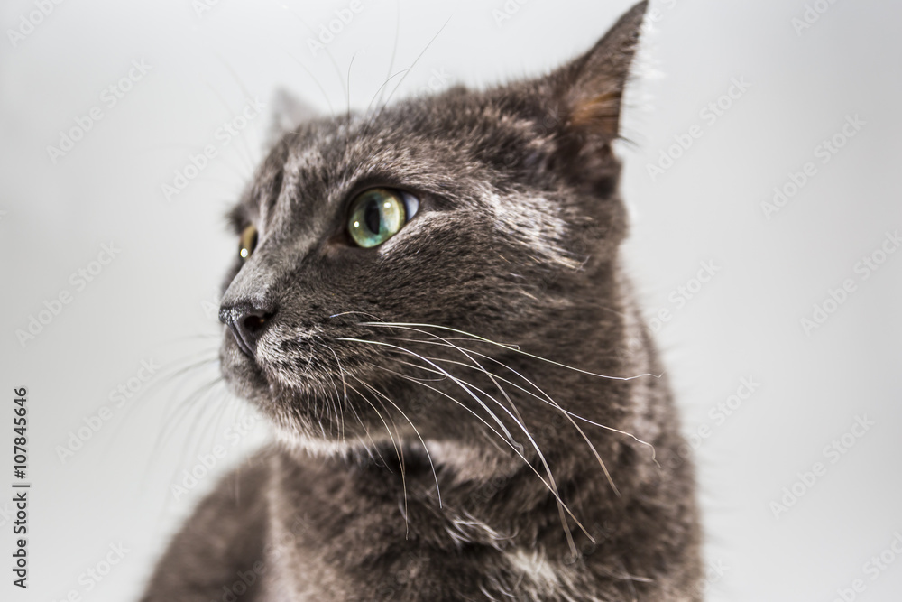 Small Cat in a Bright Studio Environment