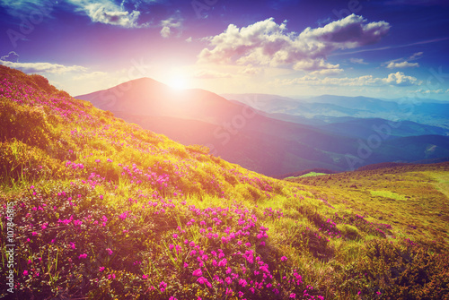 Sunrise in a flowering valley