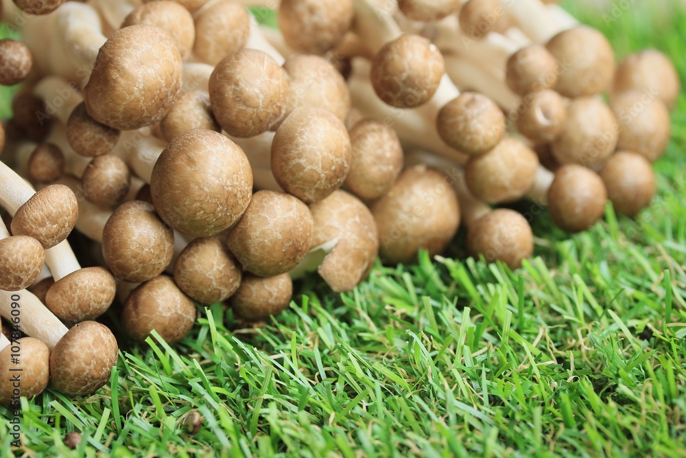 A lot mushroom black