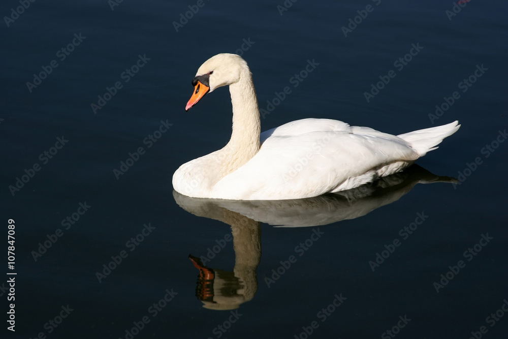 Obraz premium White Swan 1