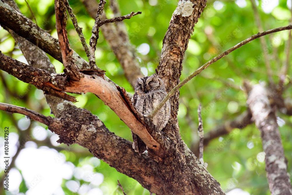 Fototapeta premium Scops Owl at rest