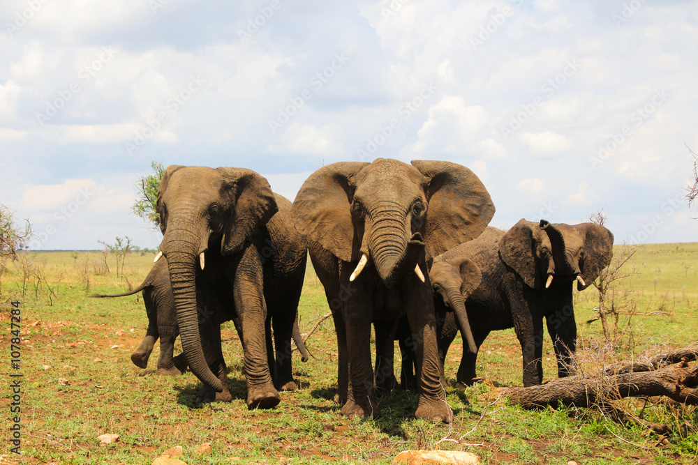 Obraz premium Elephant family in the Serengeti
