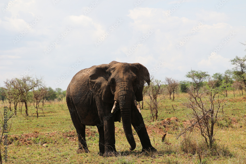 Fototapeta premium Elephant in the Serengeti