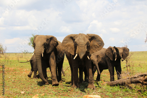 Elephant family in the Serengeti