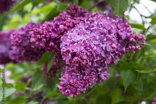 Beautiful flowers of lilac