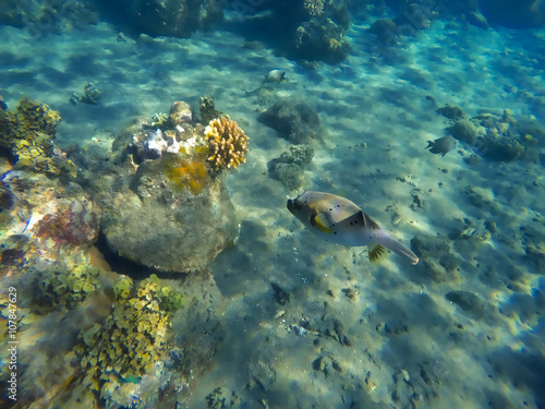 Topical fishes of coral reef, Philippines