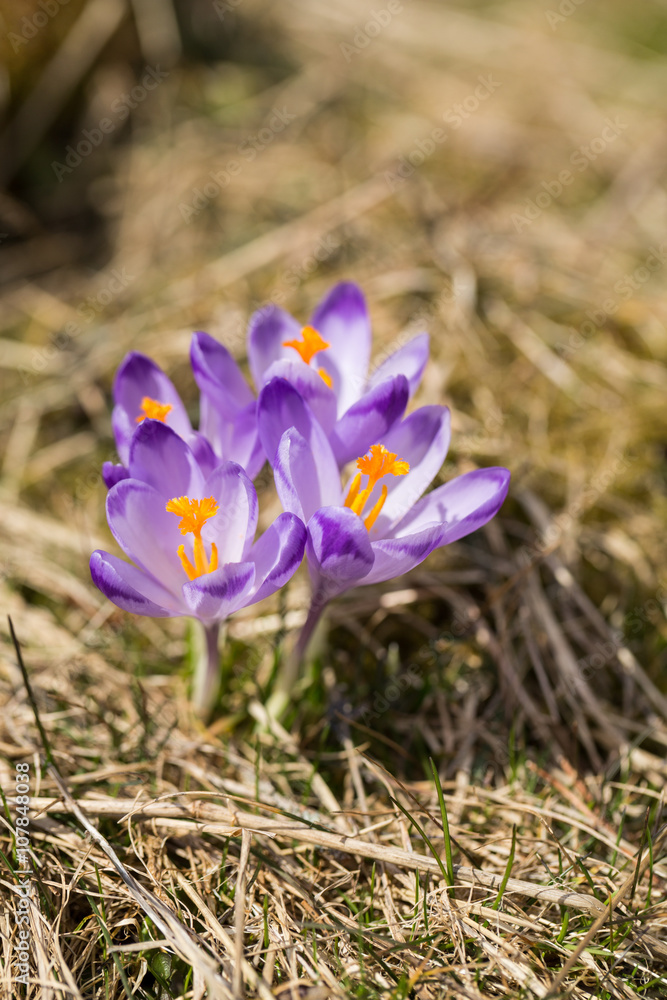 Crocuses on the meadow, first springtime flowers Crocuses on the meadow, first springtime flowers