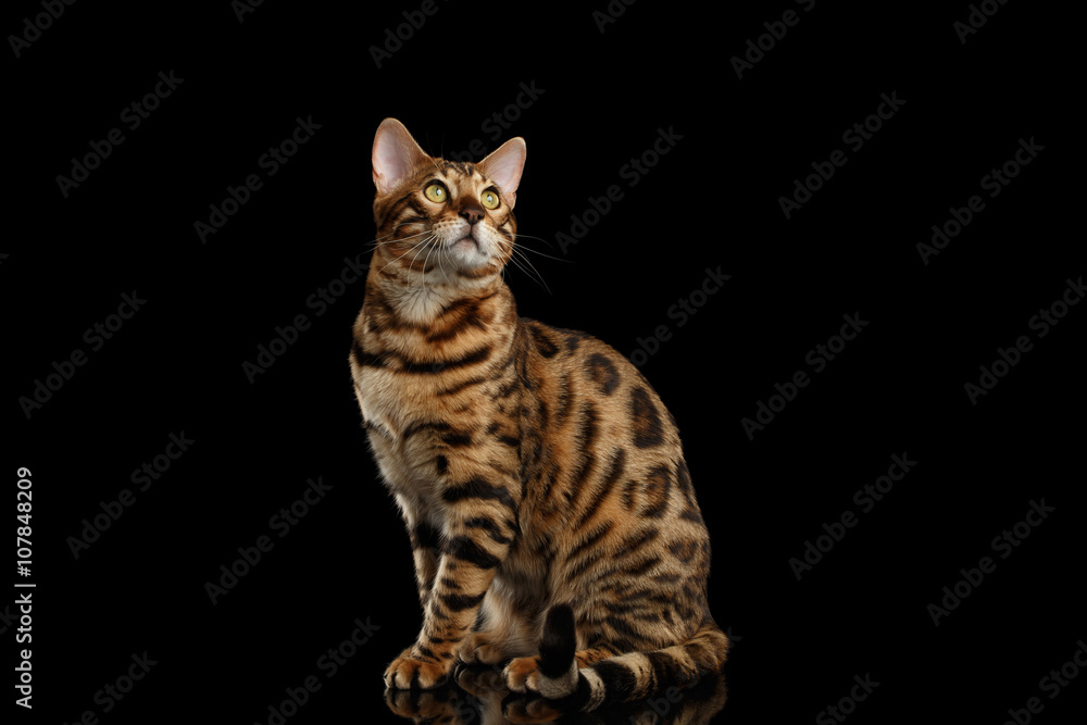 Bengal Cat Sitting on Black Isolated Background, Looking up Bengal Cat Sitting on Black Isolated Background, Looking up