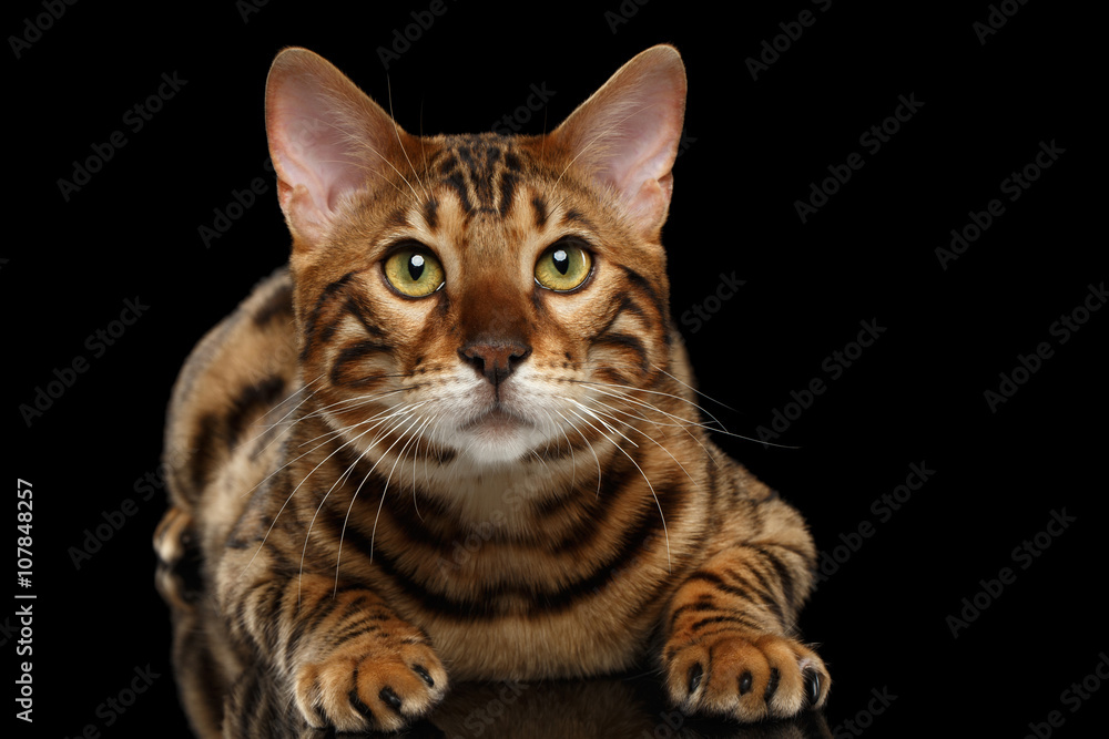 Bengal Male Cat Lying on Black Isolated Background, Looking up
