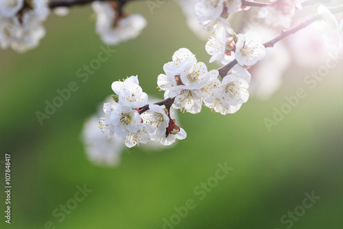 Spring blossom trees with sunny hotspot