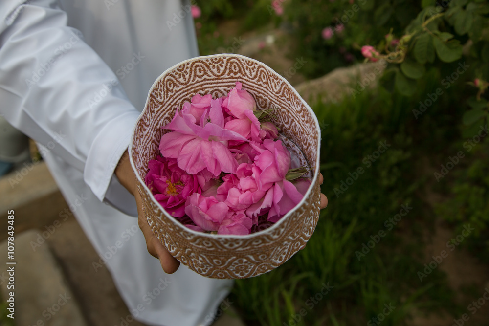 Fototapeta premium Roses being picked at the mountains of Oman, place called