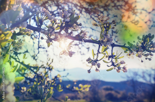 Blossom cherry © Galyna Andrushko