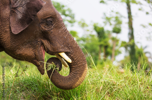 Elephant in Nepal photo