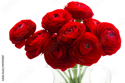 red ranunculus flowers