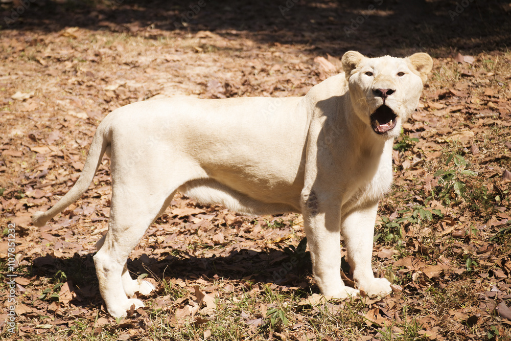 Fototapeta premium Female Lion walking