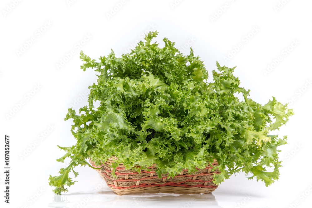 Green oak lettuce on white background Green oak lettuce on white background