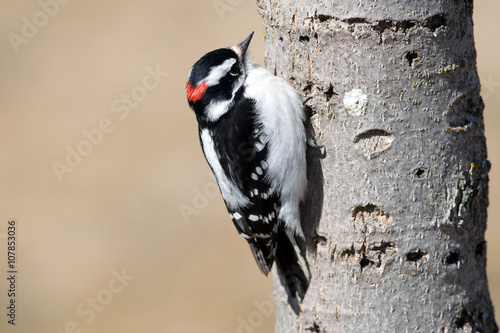 Tableau sur toile Male Downy Woopecker