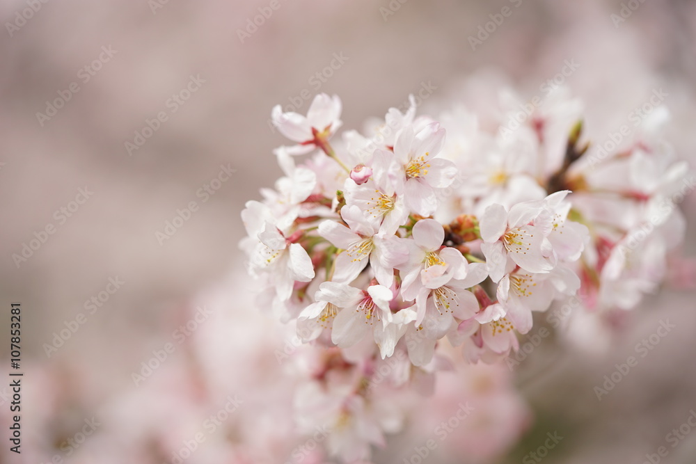 京都　哲学の道　桜