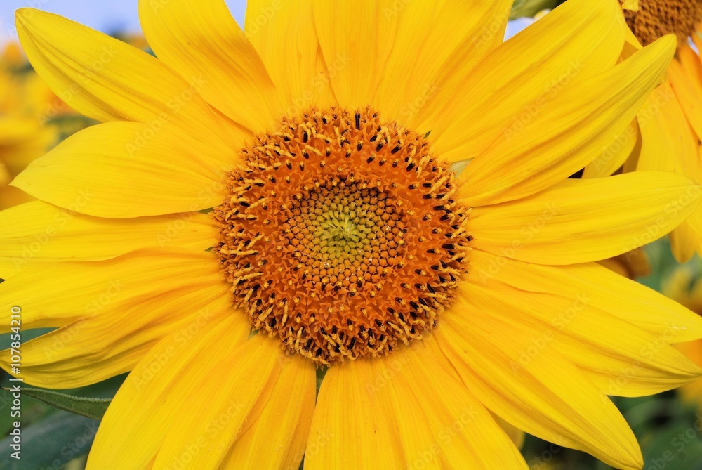 Close up of a sunflower Close up of a sunflower