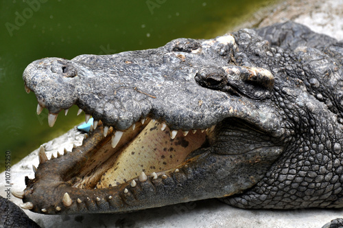 Adult crocodiles in their natural habitat 