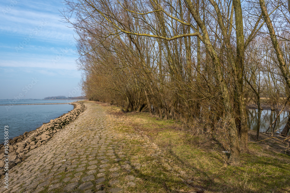 Leafless bushes on a groyne in the river Leafless bushes on a groyne in the river