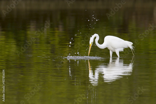 Great Egret searches for missed fish