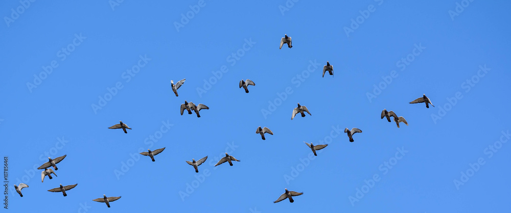 Taubenschwarm am blauen Himmel. Taubenzüchter schicken ihre Brietauben auf Reisen