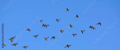Taubenschwarm am blauen Himmel. Taubenzüchter schicken ihre Brietauben auf Reisen