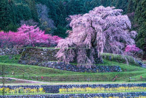 Matabei cherry blossoms,nara,japan photo