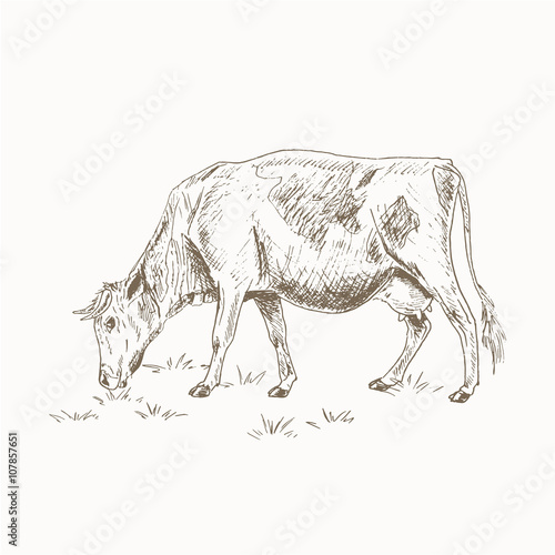Cow eating grass