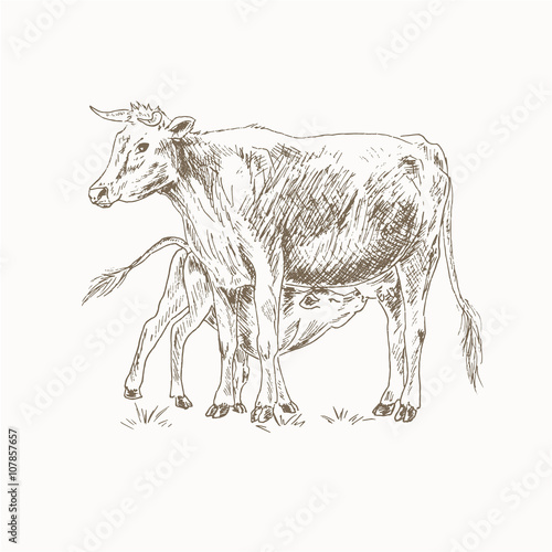 Cow feeding calf
