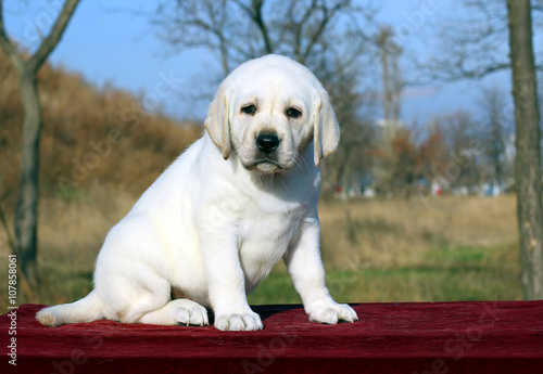 the yellow happy labrador puppy in garden portrait