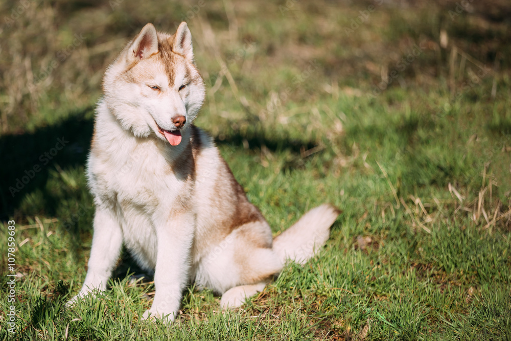 Young Happy Husky Eskimo Dog Puppy Sitting In Grass Park