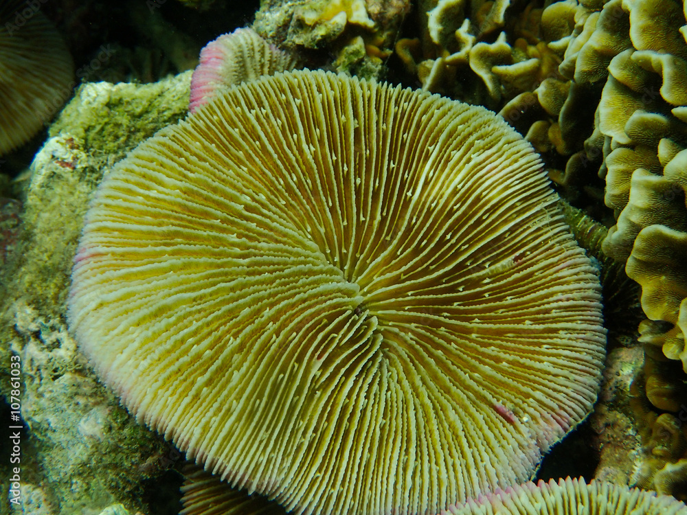 Naklejka premium Mushroom coral