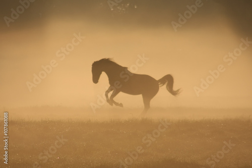 Paard in de mist  toonbeeld van kracht