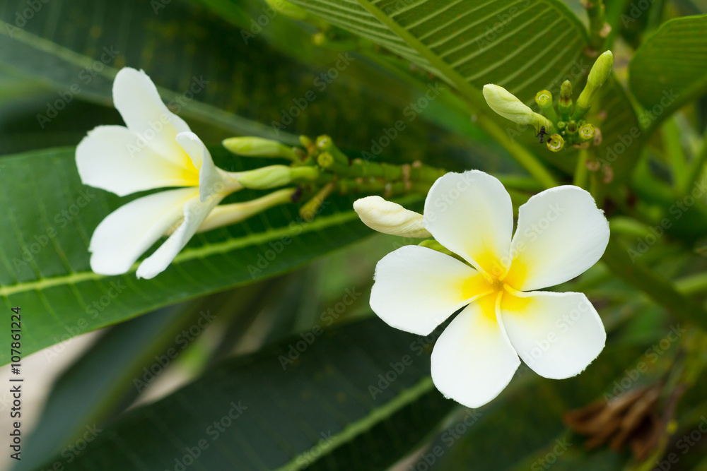 Fototapeta premium plumeria flowers