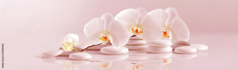 Fototapeta premium Biała orchidea z białymi otoczakami na jasnoróżowym tle. Obraz panoramiczny