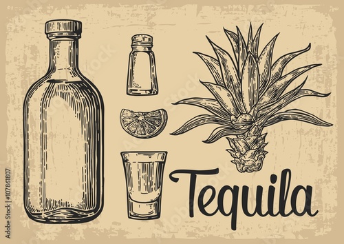 Glass and botlle of tequila. Cactus, salt and lime  Hand drawn sketch set of alcoholic cocktails. Vector illustration.