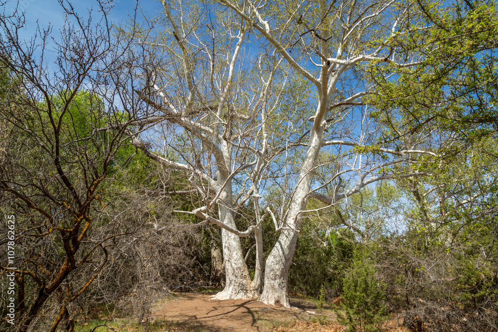 West Clear Creek Arizona West Clear Creek Arizona