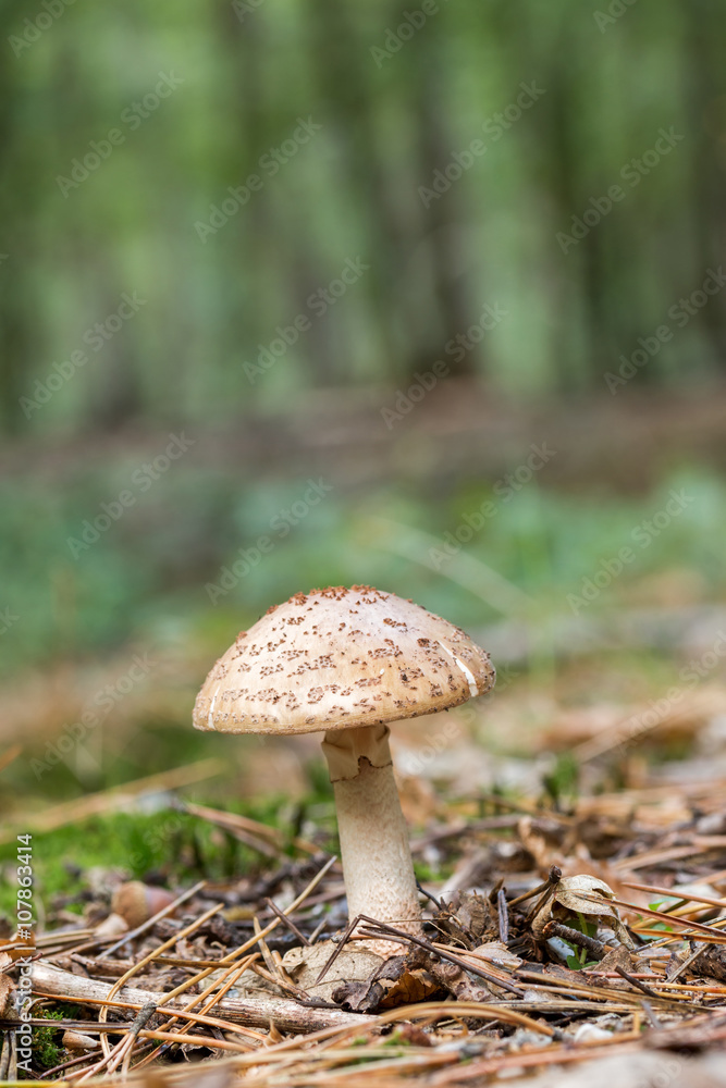 Edible Blusher fungi (Amanita rubescens) Edible Blusher fungi (Amanita rubescens)