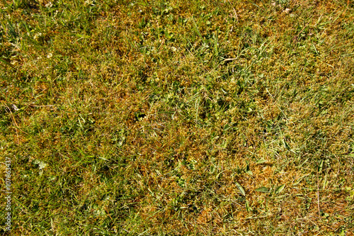 Moss in lawn