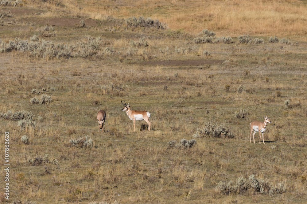 Naklejka premium Pronghorn Antelope buck and Does in Rut